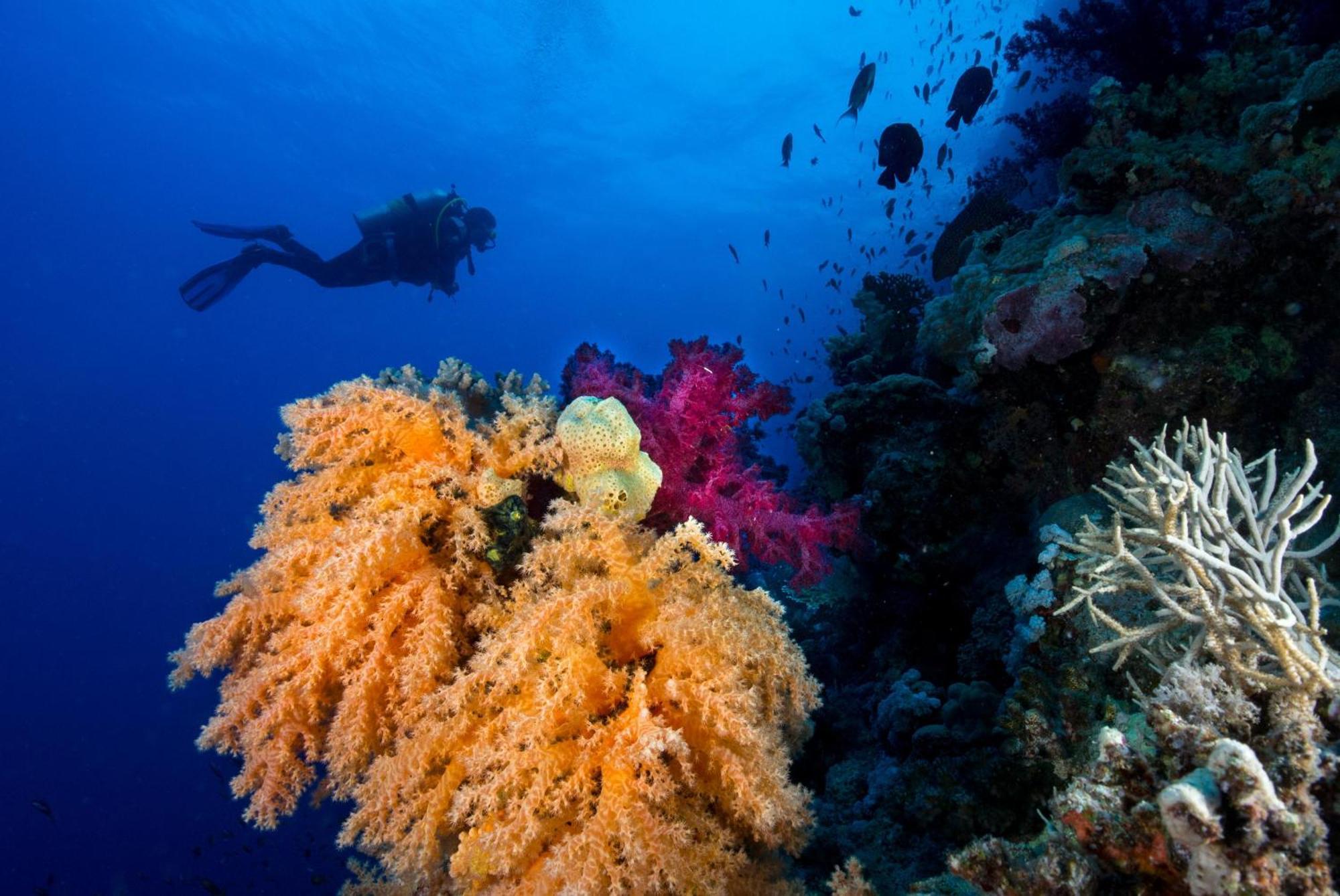 Club Paradisio El Gouna Red Sea Hurgada Dış mekan fotoğraf